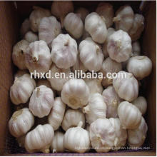 Alho branco puro fresco / 5 cabeças em saco líquido / exportação de 10 kg / caixa para o Egito